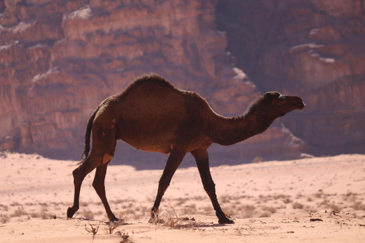 Wadi Rum Desert Heart Camp Ngoại thất bức ảnh